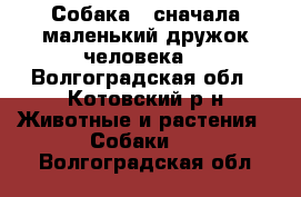 Собака - сначала маленький дружок человека. - Волгоградская обл., Котовский р-н Животные и растения » Собаки   . Волгоградская обл.